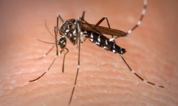 Estado segue em alerta para a Dengue