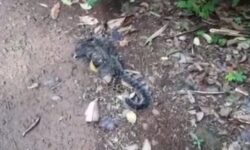 Macaco encontrado morto próximo a região do Zoológico