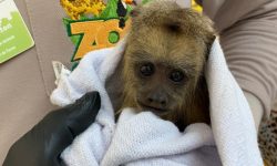 Nascimento de filhote de bugio ruivo renova ciclo de vida no zoológico de Cascavel