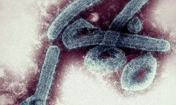 Caso de Marburg confirmado, vírus da mesma família do Ébola