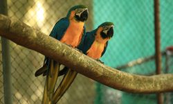 Zoo de Cascavel completa 43 anos no próximo domingo com direito a comemoração