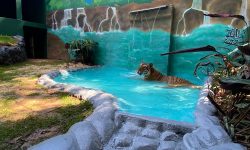Tigre HU está de casa nova no Zoo de Cascavel