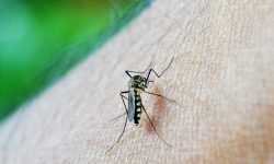 Dengue: casos aumentam mais de 60% em uma semana