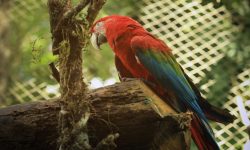 Obra de modernização no Recinto das Aves vai alavancar patamar do Zoo de Cascavel