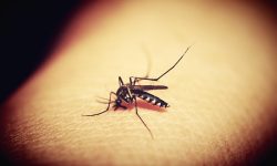 Boletim da dengue confirma mais 5.162 casos e três óbitos pela doença