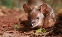 Zoo: Cascavelenses votam e decidem que veado-bororó terá nome de Robertinho